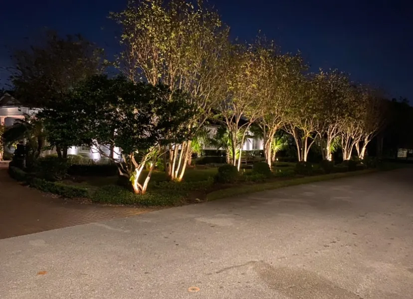 Crepe myrtle trees lit from below along a driveway