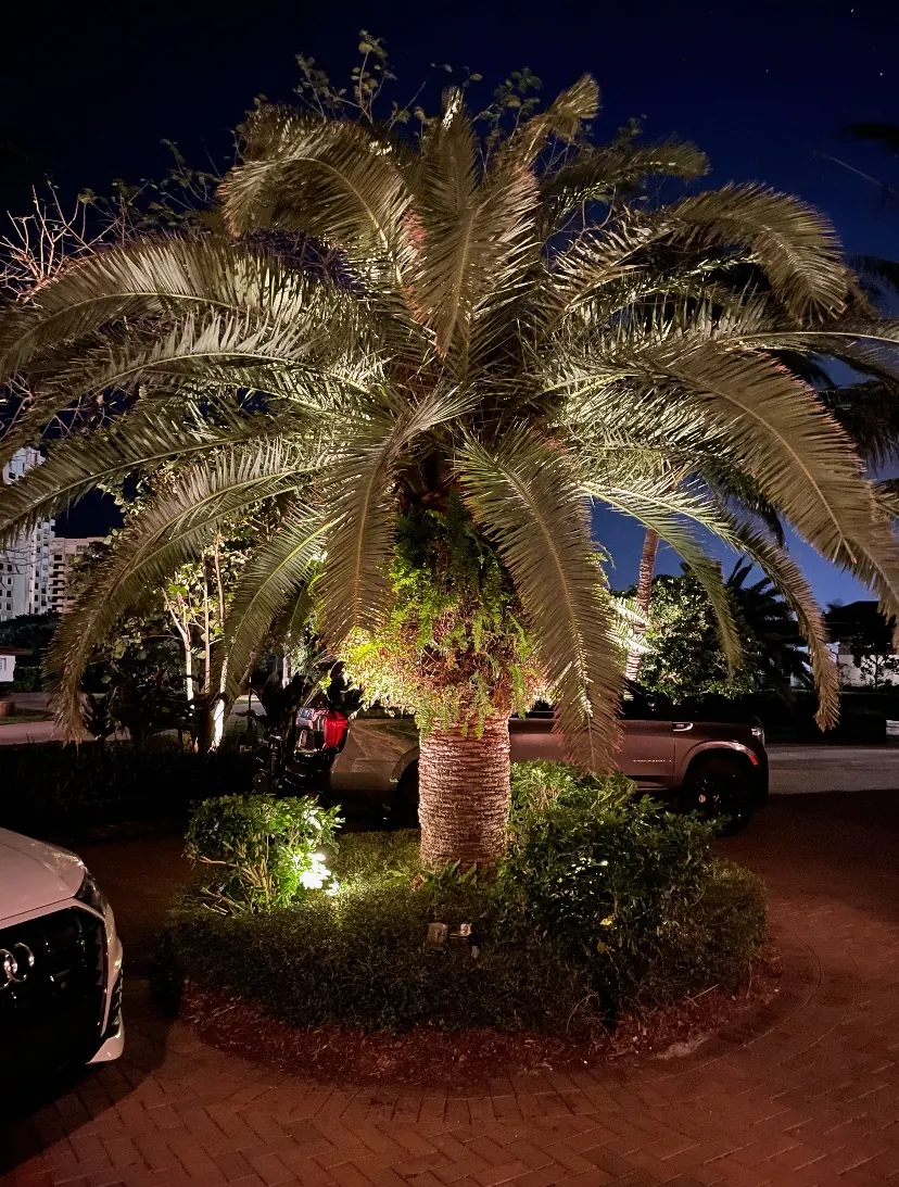 Uplighting emphasizing tall palm trees
